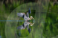 Wildlife At Oxbow