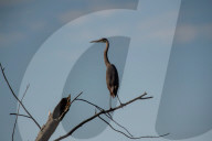 Wildlife At Oxbow