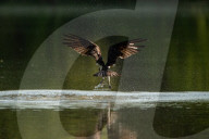 Wildlife At Oxbow