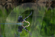Wildlife At Oxbow