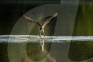 Wildlife At Oxbow