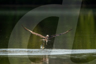 Wildlife At Oxbow