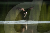 Wildlife At Oxbow