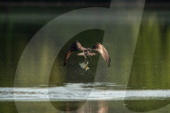Wildlife At Oxbow