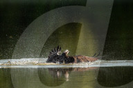 Wildlife At Oxbow