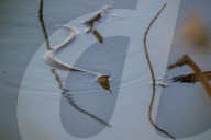 Wildlife At Oxbow