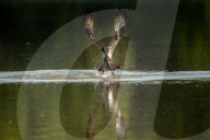 Wildlife At Oxbow