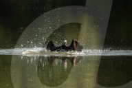 Wildlife At Oxbow