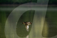 Wildlife At Oxbow