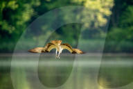 Wildlife At Oxbow