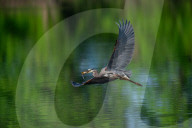 Wildlife At Oxbow