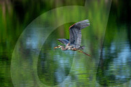 Wildlife At Oxbow