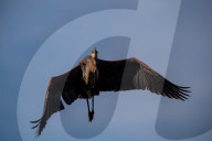 Wildlife At Oxbow