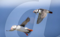 FEATURE - Die grosse Papageientaucher-Vogelzählung: Ranger des National Trust setzen auf Farne Island über