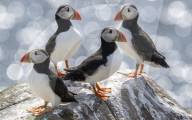 FEATURE - Die grosse Papageientaucher-Vogelzählung: Ranger des National Trust setzen auf Farne Island über