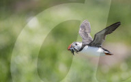 FEATURE - Die grosse Papageientaucher-Vogelzählung: Ranger des National Trust setzen auf Farne Island über