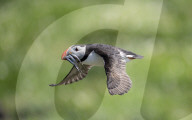 FEATURE - Die grosse Papageientaucher-Vogelzählung: Ranger des National Trust setzen auf Farne Island über