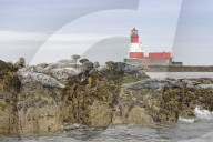 FEATURE - Die grosse Papageientaucher-Vogelzählung: Ranger des National Trust setzen auf Farne Island über