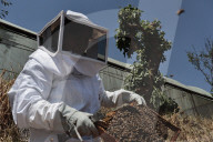 World Bee Day Mexico City 2025