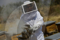 Beekeepers In Mexico Prepare For World Bee Day