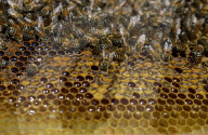 Beekeepers In Mexico Prepare For World Bee Day