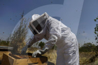 Beekeepers In Mexico Prepare For World Bee Day