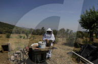 Beekeepers In Mexico Prepare For World Bee Day