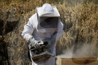 Beekeepers In Mexico Prepare For World Bee Day
