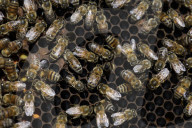 Beekeepers In Mexico Prepare For World Bee Day