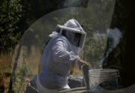 Beekeepers In Mexico Prepare For World Bee Day