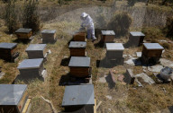 Beekeepers In Mexico Prepare For World Bee Day