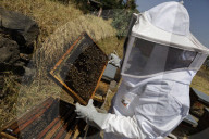 Beekeepers In Mexico Prepare For World Bee Day