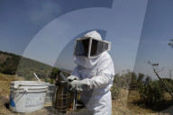 Beekeepers In Mexico Prepare For World Bee Day
