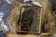 Beekeepers In Mexico Prepare For World Bee Day