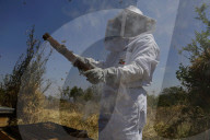 Beekeepers In Mexico Prepare For World Bee Day