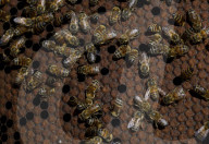 Beekeepers In Mexico Prepare For World Bee Day
