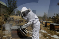 Beekeepers In Mexico Prepare For World Bee Day