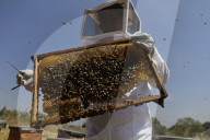 Beekeepers In Mexico Prepare For World Bee Day
