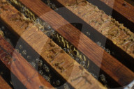 Beekeepers In Mexico Prepare For World Bee Day