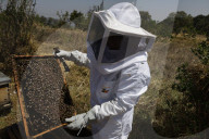Beekeepers In Mexico Prepare For World Bee Day