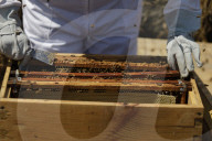 Beekeepers In Mexico Prepare For World Bee Day