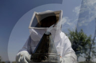 Beekeepers In Mexico Prepare For World Bee Day