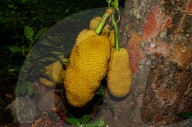 Artocarpus Heterophyllus In India