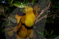 Artocarpus Heterophyllus In India
