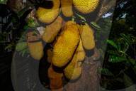 Artocarpus Heterophyllus In India