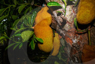 Artocarpus Heterophyllus In India