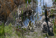 First Goslings Appear In Edmonton Parks As Spring Nesting Begins