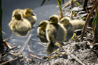 First Goslings Appear In Edmonton Parks As Spring Nesting Begins