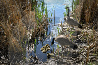 First Goslings Appear In Edmonton Parks As Spring Nesting Begins