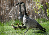 First Goslings Appear In Edmonton Parks As Spring Nesting Begins